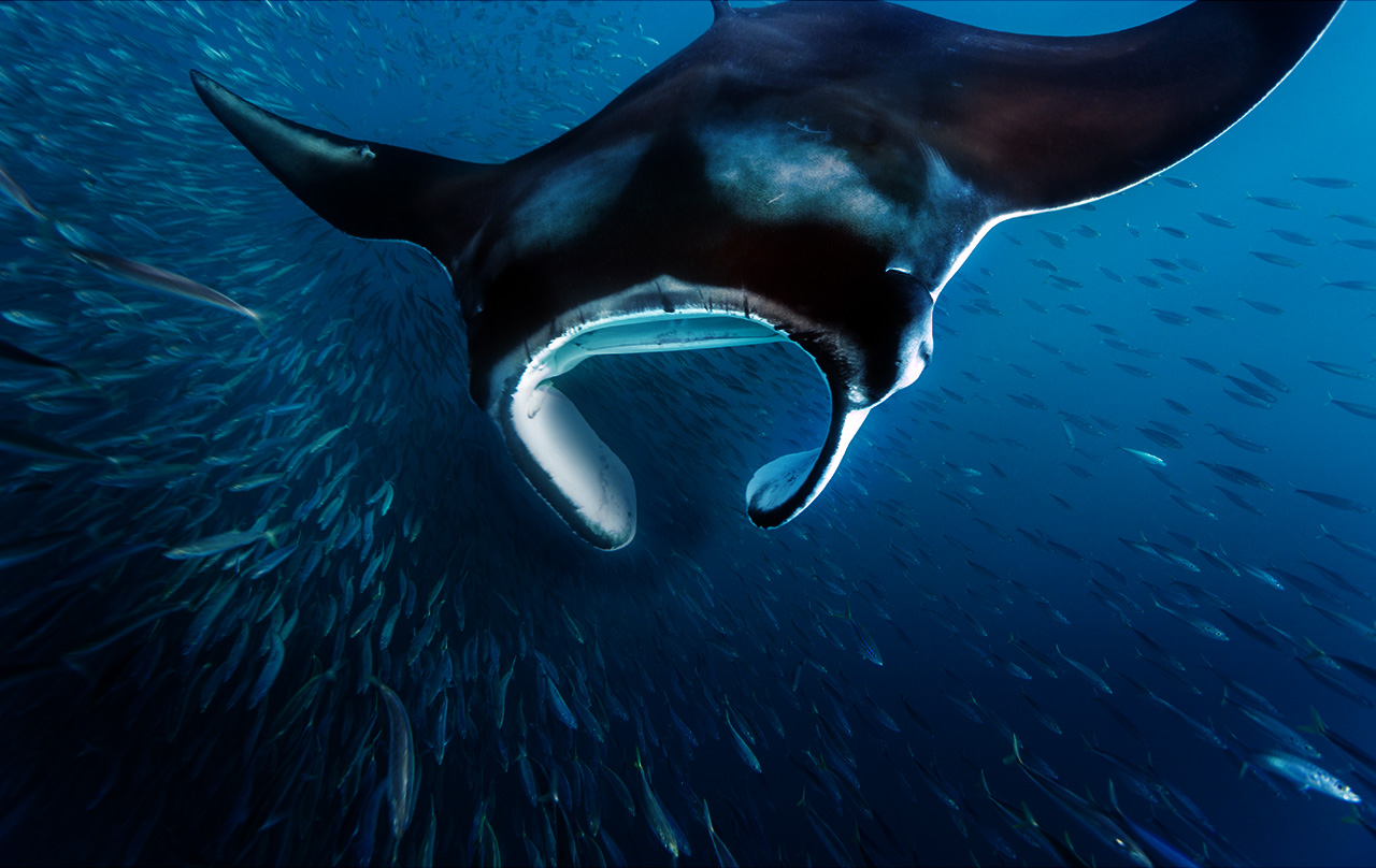 Photo : Oceanic Preservation Society 